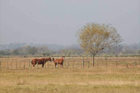 Yeguarizos en el humedal